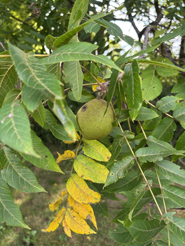 eastern black walnut