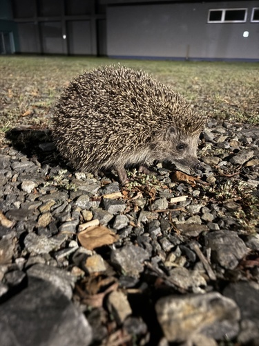Northern White-breasted Hedgehog