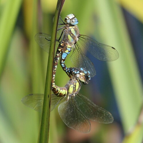 Migrant Hawker