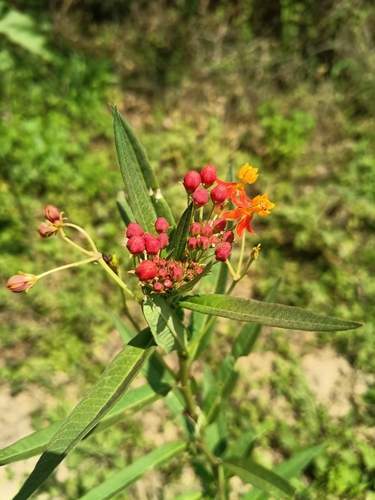 tropical milkweed