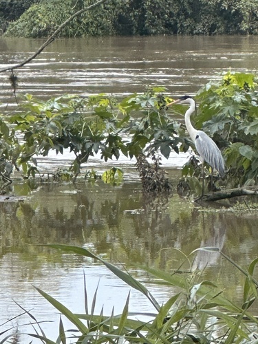 Cocoi Heron