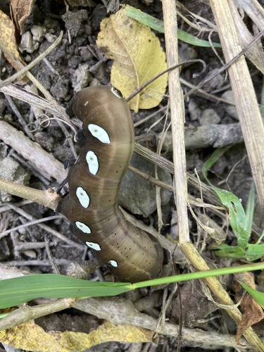 Pandorus Sphinx
