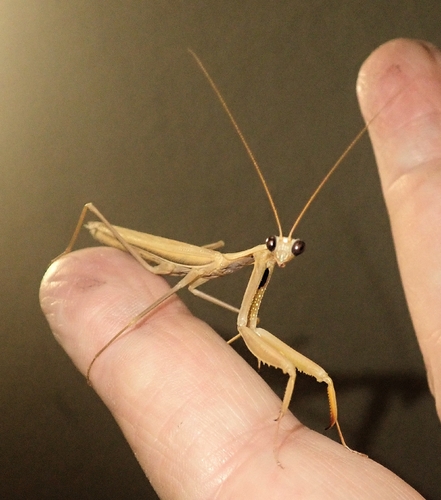European Mantis