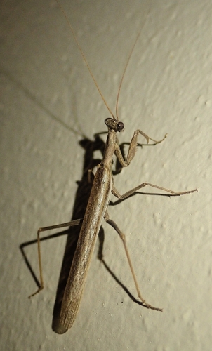 Grey Mantis