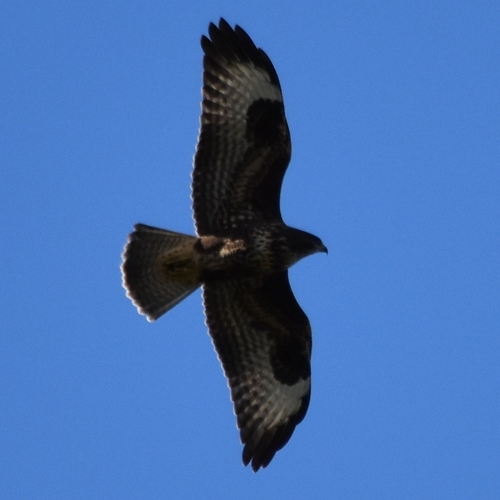Common Buzzard
