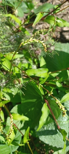 waterpepper