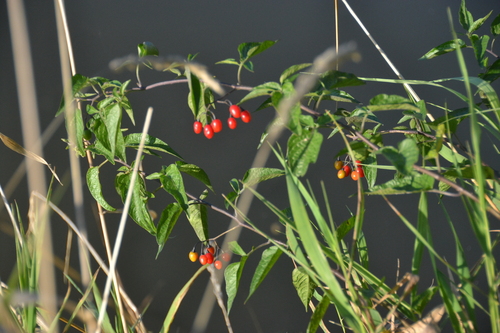 bittersweet nightshade