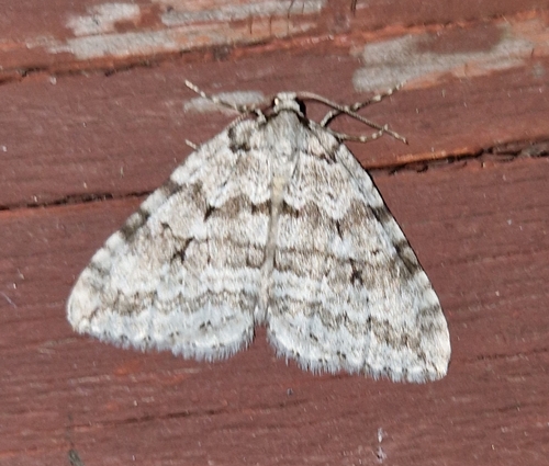 Autumnal Moth