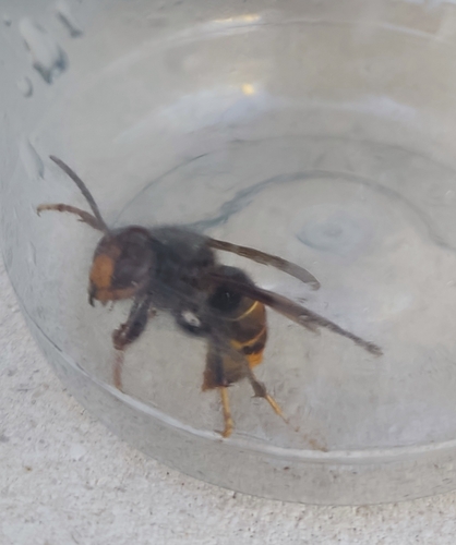 Yellow-legged Hornet