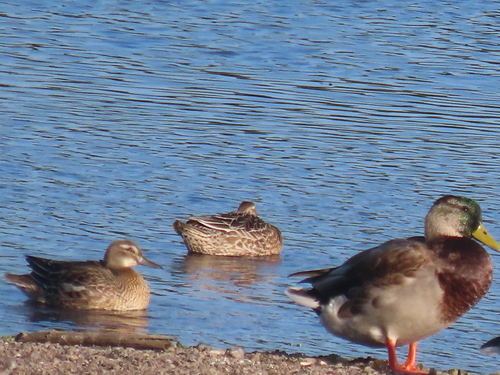 Garganey