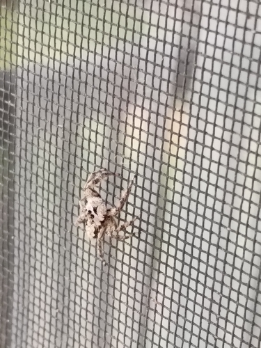 Tan Jumping Spider