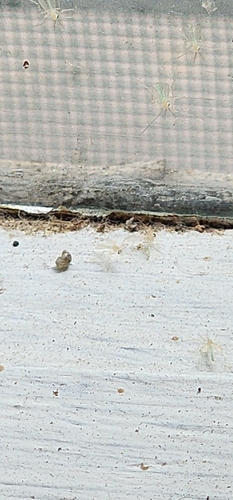 Chironominae