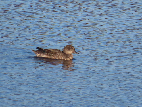 Green-winged Teal