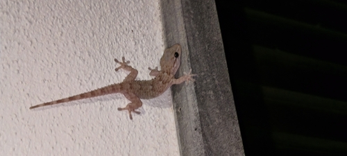 Moorish Gecko