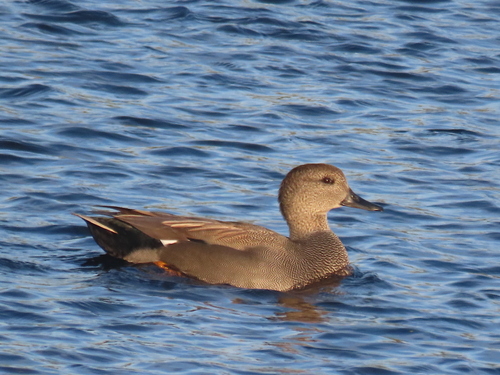 Gadwall