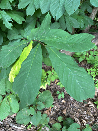 common pawpaw