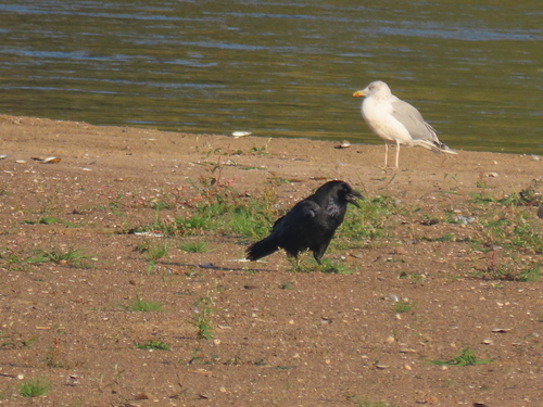Common Raven