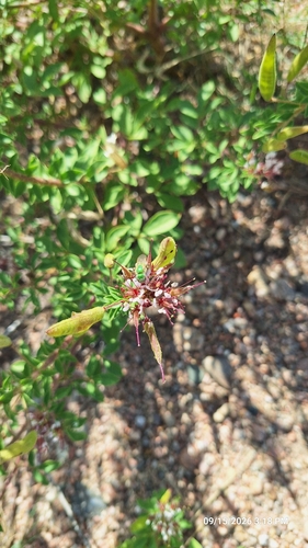 redwhisker clammyweed