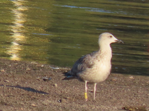 Caspian Gull