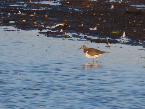 Common Sandpiper