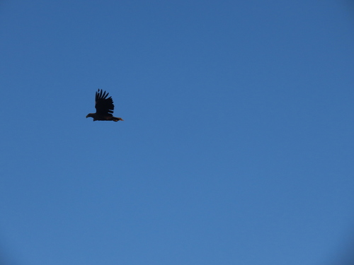 White-tailed Eagle