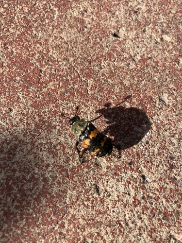 Tomentose Burying Beetle