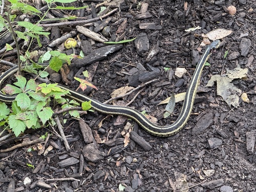 Common Garter Snake observed by rangerscott