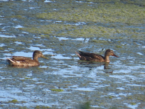 Mallard