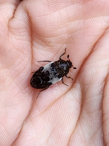 Common Carrion Beetle
