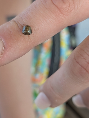 Kudzu Bug