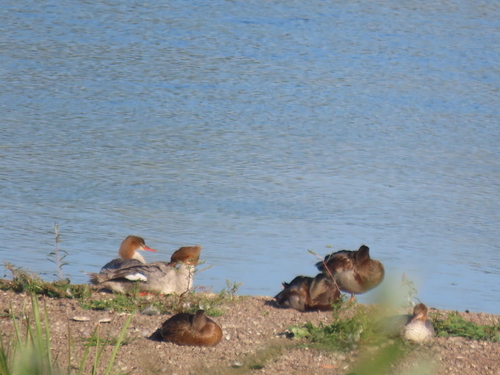 Common Merganser