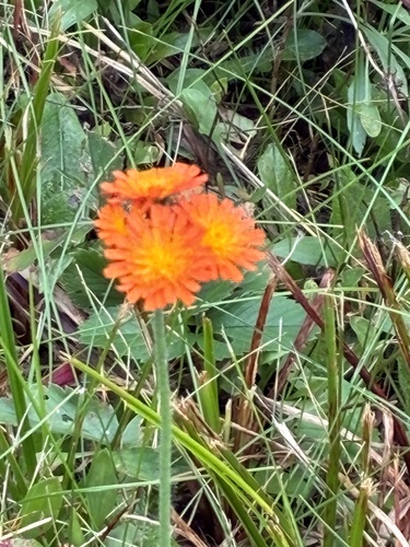 orange hawkweed