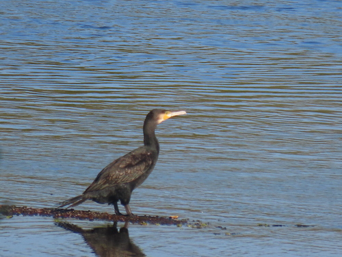 Great Cormorant