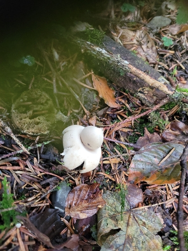 Sessile Earthstar