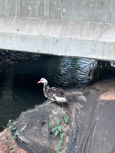 Domestic Muscovy Duck