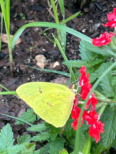 Marcellina Sulphur