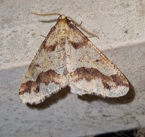 Mottled Umber