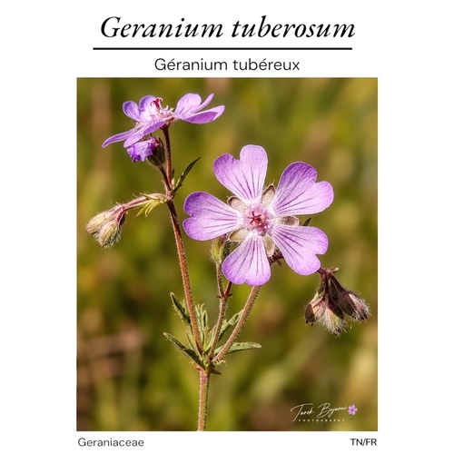 Tuberous Crane's-bill