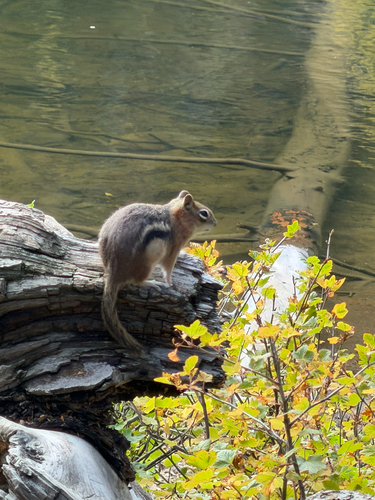 Common Golden-mantled Ground Squirrel
