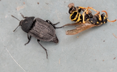 Garden Carrion Beetle
