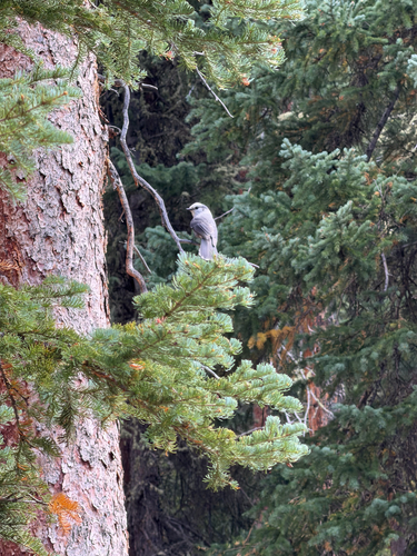 Canada Jay