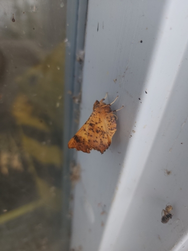 Maple Spanworm Moth