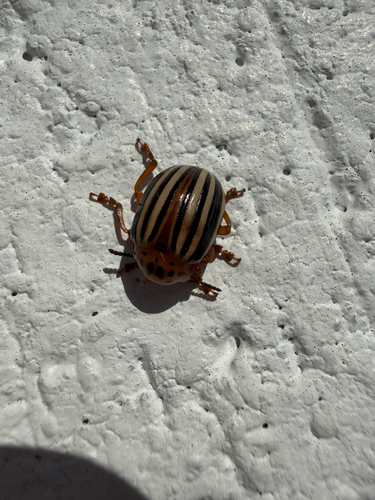 False Potato Beetle