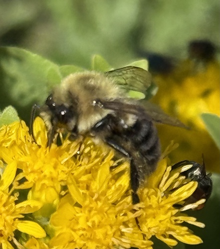 Common Eastern Bumble Bee