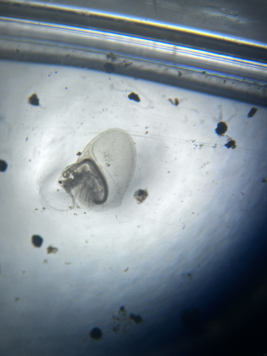 Holopedium glacialis
