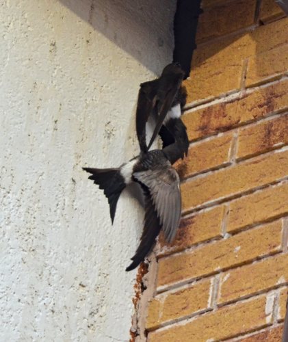 Pacific Swift
