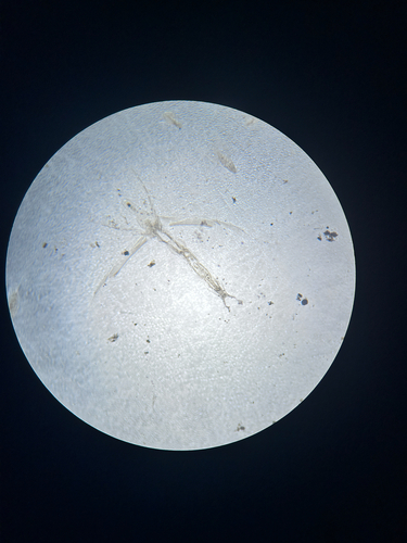 Glass Waterflea