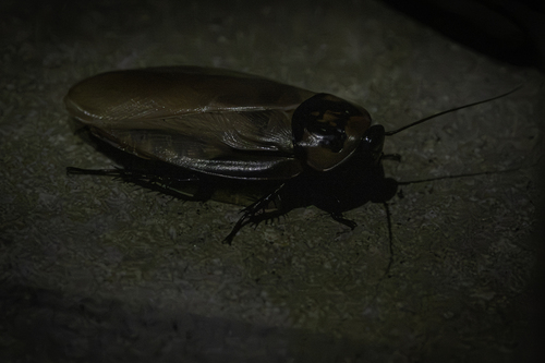 Trinidad bat-cave roach