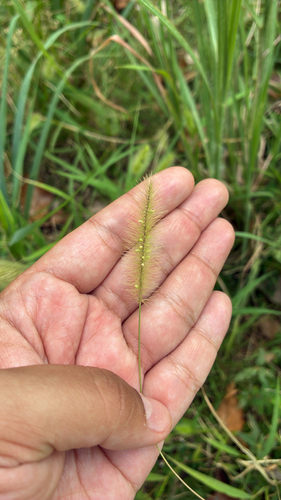 knotroot bristlegrass