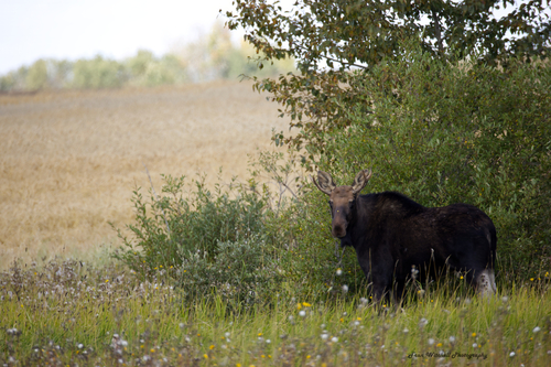 Moose observed by frances154